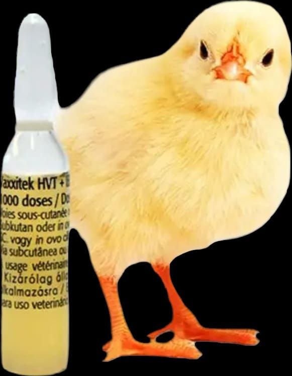 Vaxxitek