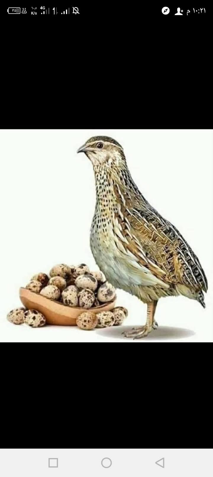 Quail chick